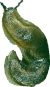 saalis